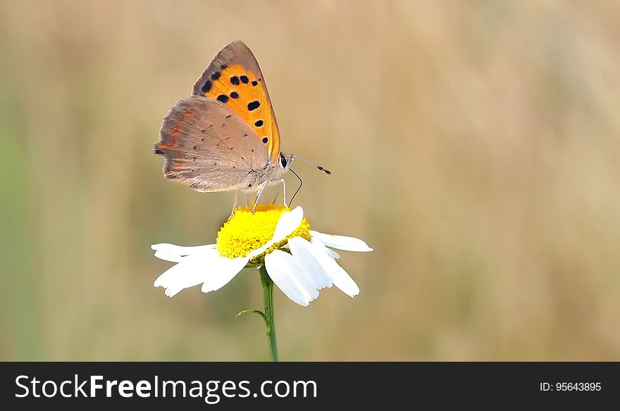 Close Photography of Orange and Brown Butterfly on White Daisy during Daytime