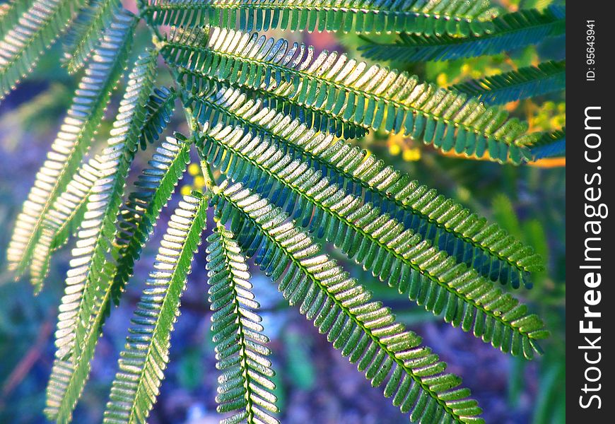 Delicate Fronds
