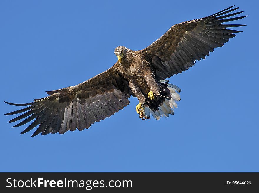 Flying Bird During Day