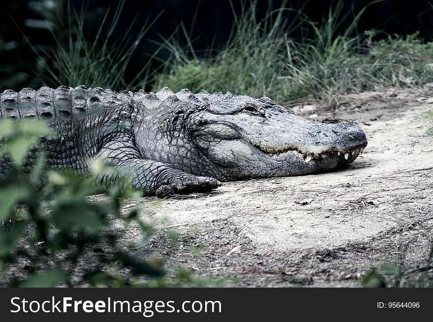 View of Crocodile