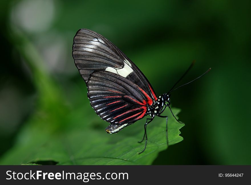 Black and Red Butterfly on Green Leaf