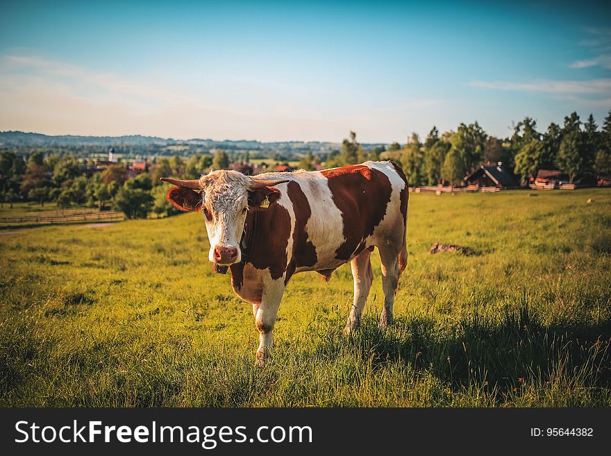 A brown and white cow on a green pasture. A brown and white cow on a green pasture.