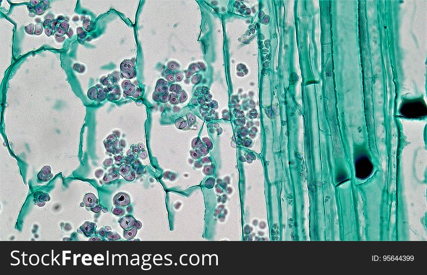 long section: Cucurbita stem magnification: 400x The epidermis is usually single layered with an outer cuticle and multicellular trichomes. Phloem consists of large clear sieve tubes with pitted cell walls and sieve plates and small narrow green stained companion cells. Many sieve plates have deposits of a mucoid p-protein that forms as part of the trauma response in injured phloem. Between the xylem and phloem are a few regularly arranged layers of elongated cambium cells. long section: Cucurbita stem magnification: 400x The epidermis is usually single layered with an outer cuticle and multicellular trichomes. Phloem consists of large clear sieve tubes with pitted cell walls and sieve plates and small narrow green stained companion cells. Many sieve plates have deposits of a mucoid p-protein that forms as part of the trauma response in injured phloem. Between the xylem and phloem are a few regularly arranged layers of elongated cambium cells.