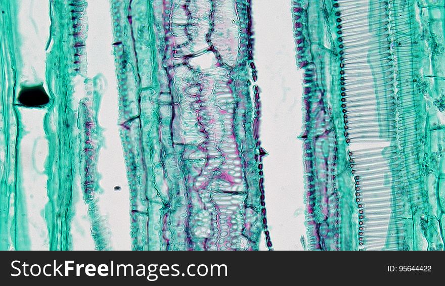long section: Cucurbita stem magnification: 400x Bicollateral vascular bundles have two zones of phloem and two zones of cambium on either side of the central xylem with outer facing tissues more heavily developed. Walls of xylem vessels have lignin free pits and lignin thickenings that form rings, spirals, networks and solid blocks. Phloem consists of large clear sieve tubes with pitted cell walls and sieve plates and small narrow green stained companion cells. Many sieve plates have deposits of a mucoid p-protein that forms as part of the trauma response in injured phloem. Between the xylem and phloem are a few regularly arranged layers of elongated cambium cells. long section: Cucurbita stem magnification: 400x Bicollateral vascular bundles have two zones of phloem and two zones of cambium on either side of the central xylem with outer facing tissues more heavily developed. Walls of xylem vessels have lignin free pits and lignin thickenings that form rings, spirals, networks and solid blocks. Phloem consists of large clear sieve tubes with pitted cell walls and sieve plates and small narrow green stained companion cells. Many sieve plates have deposits of a mucoid p-protein that forms as part of the trauma response in injured phloem. Between the xylem and phloem are a few regularly arranged layers of elongated cambium cells.