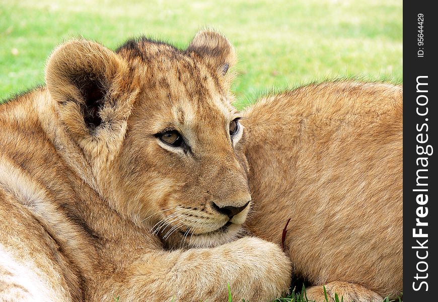 Photo of Lioness