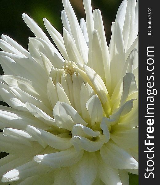 Flower, White, Plant, Petal