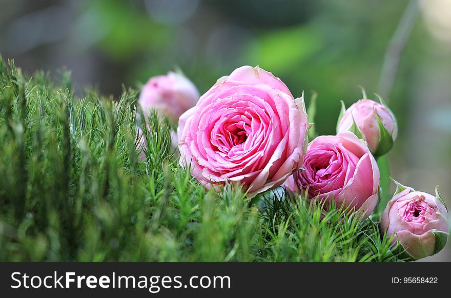 Flower, Pink, Rose Family, Rose