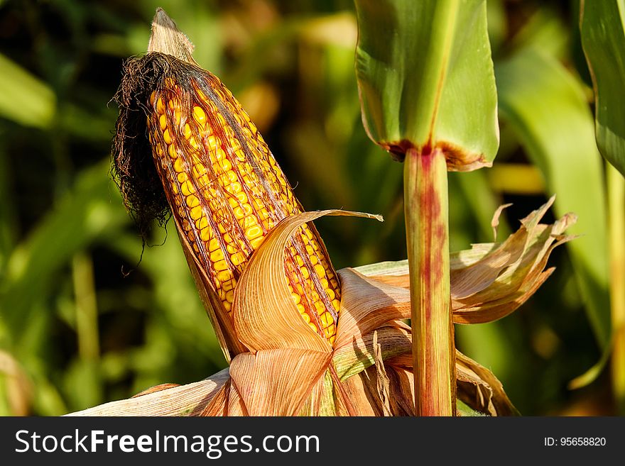 Maize, Food Grain, Close Up, Plant Stem