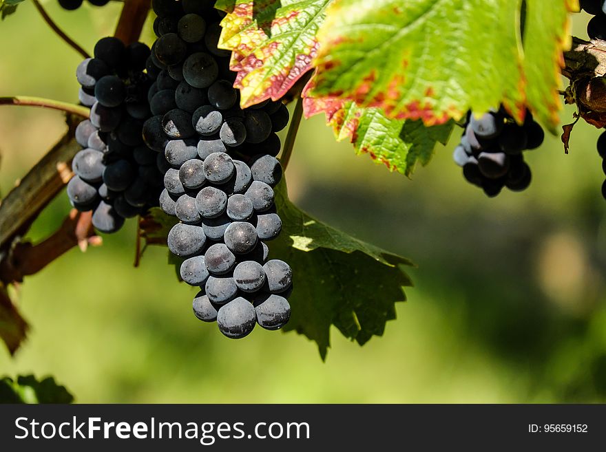 Grape, Fruit, Grapevine Family, Vitis