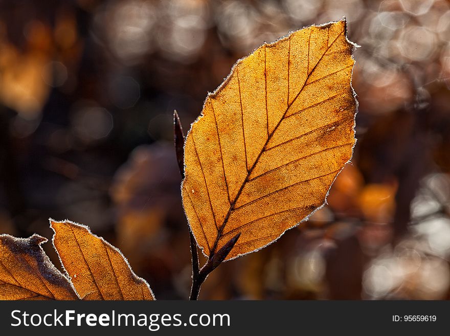 Leaf, Deciduous, Autumn, Branch