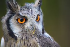 Free Owl, Bird, Beak, Bird Of Prey Royalty Free Stock Photos - 95660518