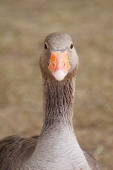 Free Beak, Bird, Water Bird, Goose Royalty Free Stock Images - 95660589