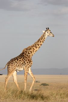 Free Giraffe, Terrestrial Animal, Wildlife, Ecosystem Stock Photos - 95661383