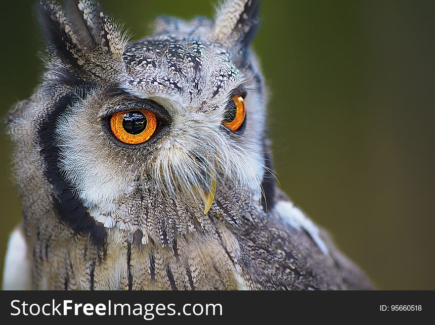 Owl, Bird, Beak, Bird Of Prey