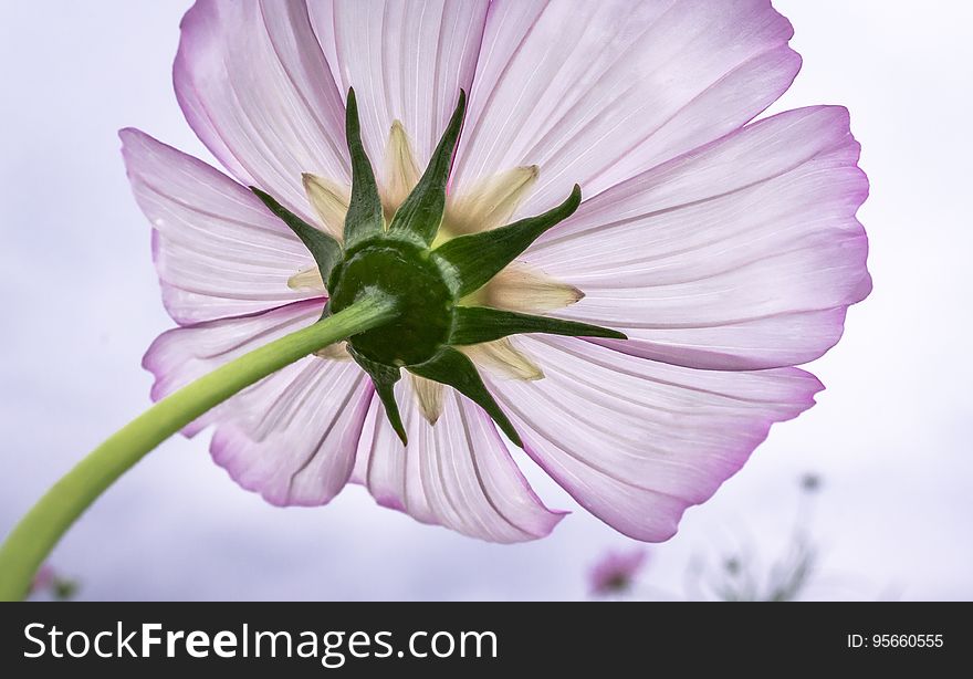 Flower, Flora, Violet, Purple