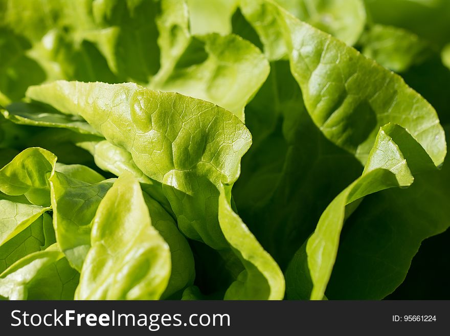 Leaf Vegetable, Lettuce, Vegetable, Leaf