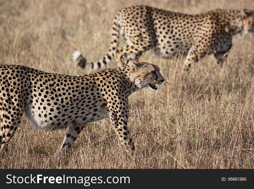 Cheetah, Wildlife, Terrestrial Animal, Mammal
