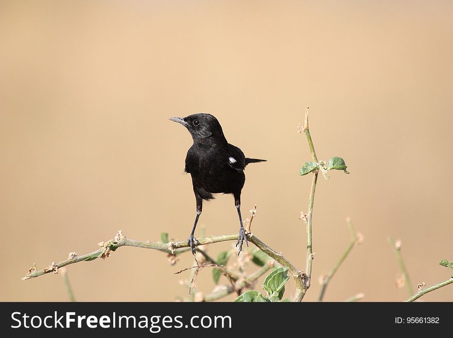 Bird, Fauna, Beak, American Crow