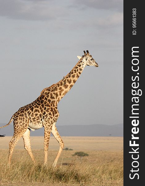 Giraffe, Terrestrial Animal, Wildlife, Ecosystem