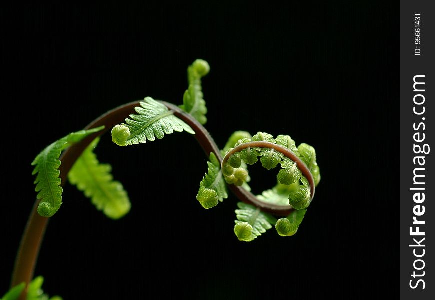 Plant, Macro Photography, Leaf, Flora