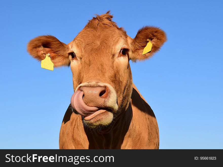 Cattle Like Mammal, Dairy Cow, Horn, Fauna