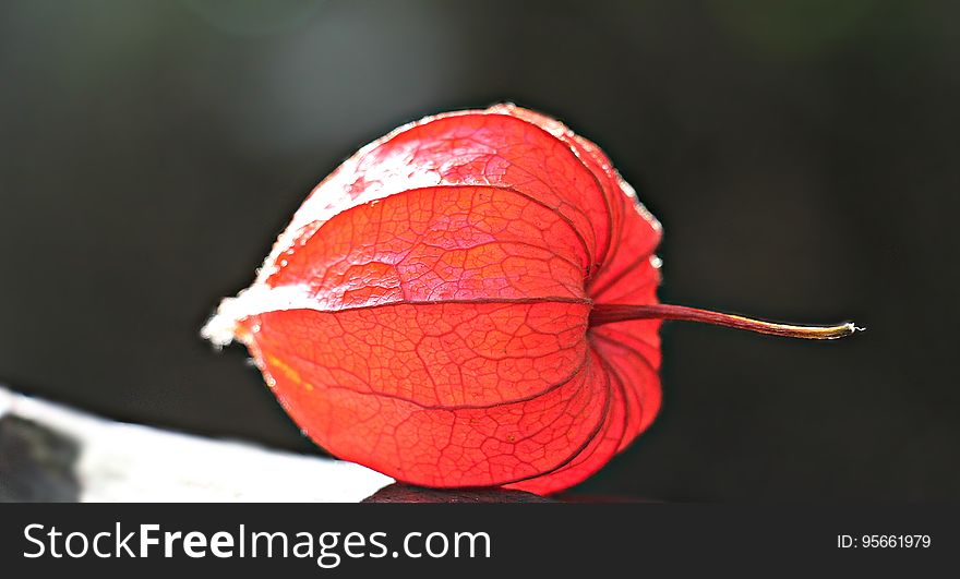 Close Up, Leaf, Macro Photography, Plant