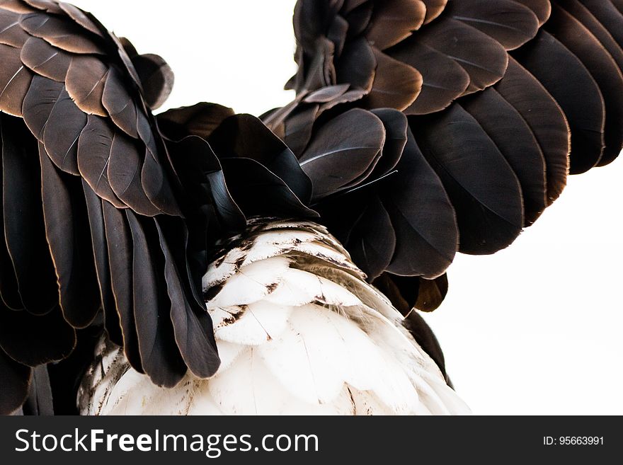 Beak, Bird Of Prey, Close Up, Wing