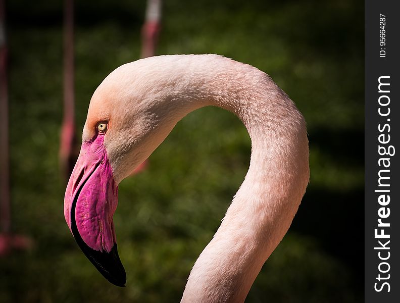 Flamingo, Bird, Beak, Fauna