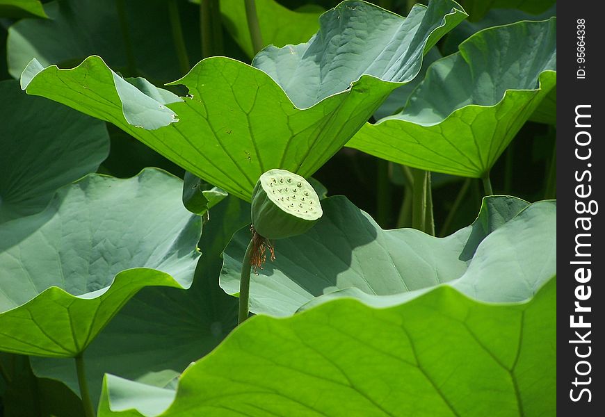 Plant, Flower, Leaf, Sacred Lotus
