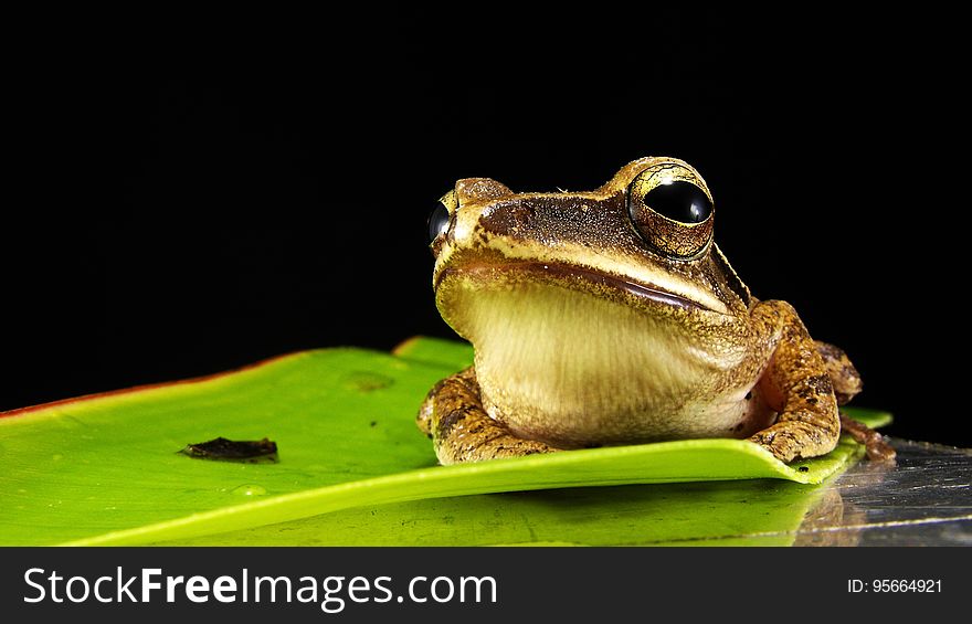 Toad, Ranidae, Amphibian, Frog