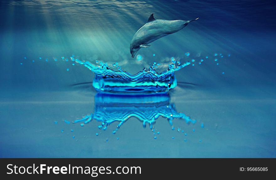 Water, Blue, Dolphin, Marine Mammal