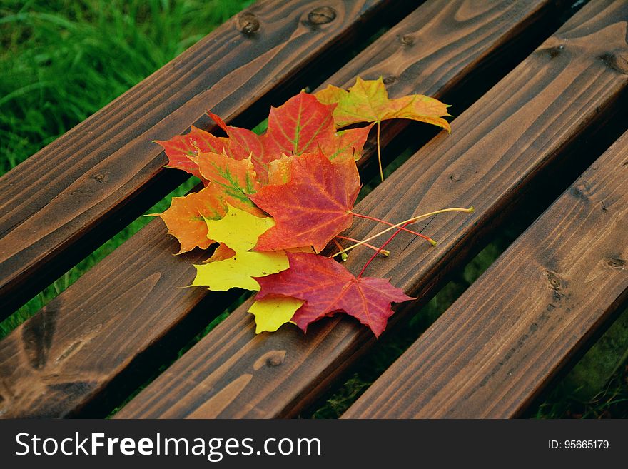 Leaf, Yellow, Autumn, Flora