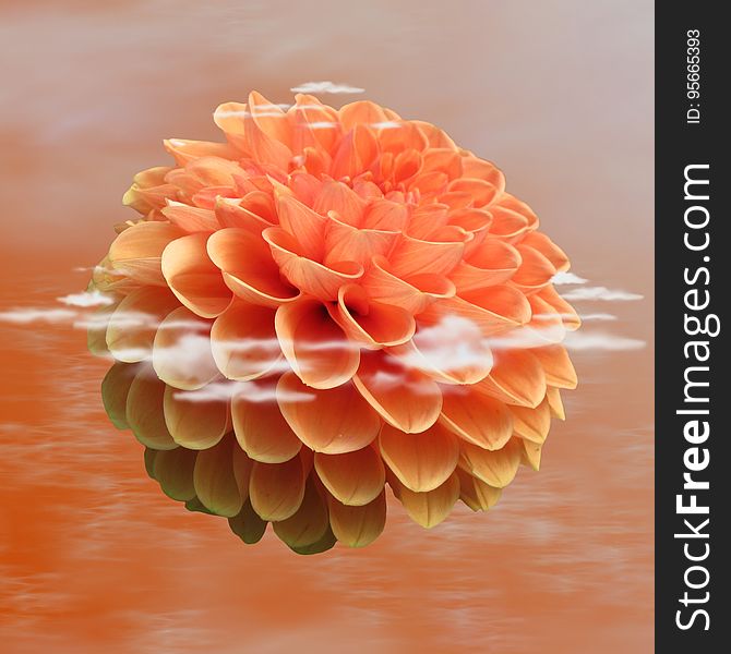 Flower, Orange, Dahlia, Petal