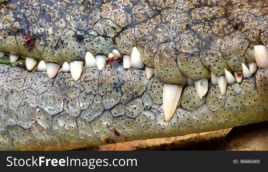 Crocodilia, Crocodile, Reptile, Fauna