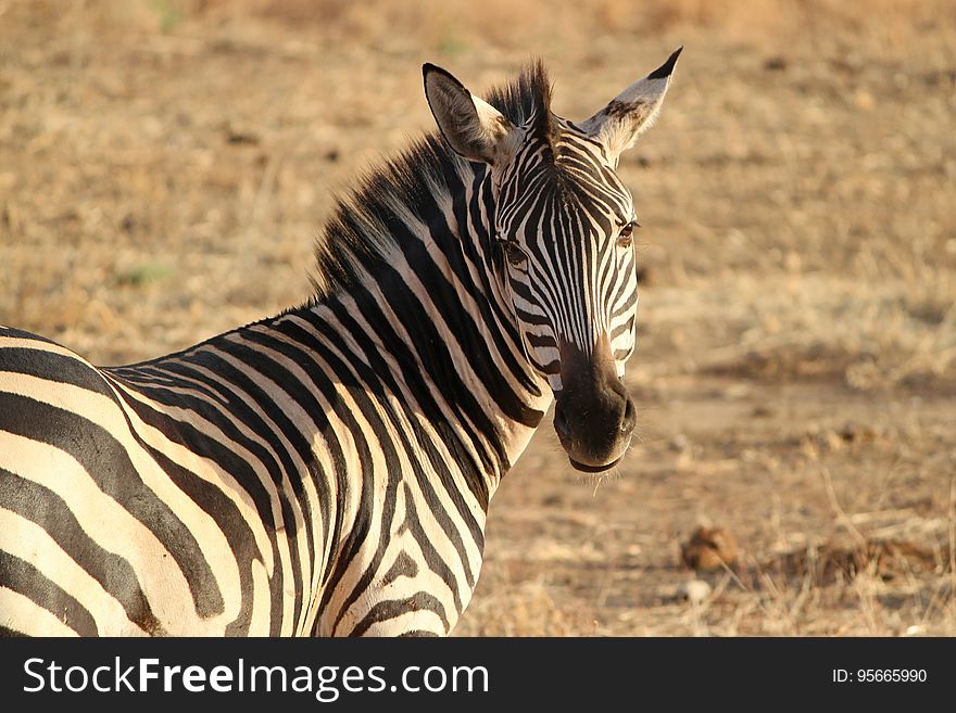Wildlife, Zebra, Terrestrial Animal, Grassland