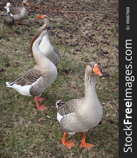 Bird, Goose, Water Bird, Ducks Geese And Swans