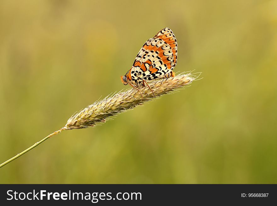 Butterfly, Insect, Moths And Butterflies, Brush Footed Butterfly