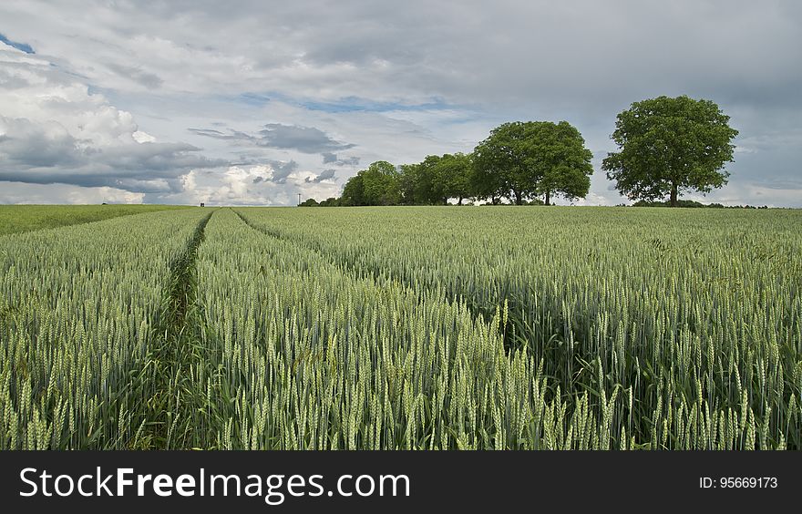 Field, Crop, Grass Family, Agriculture
