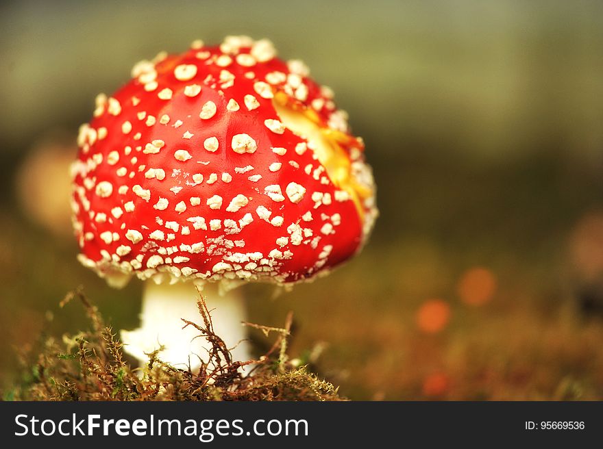 Mushroom, Agaric, Close Up, Fungus