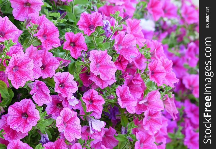 Flower, Pink, Plant, Annual Plant