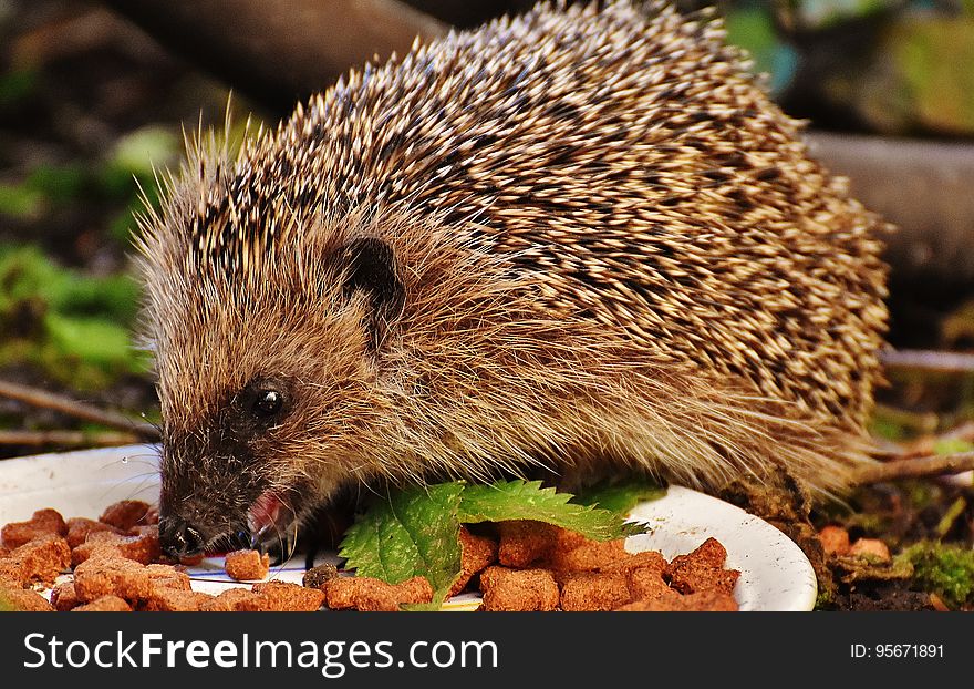 Hedgehog, Erinaceidae, Domesticated Hedgehog, Fauna