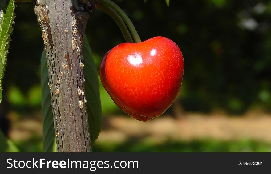 Fruit, Cherry, Malpighia, Acerola Family