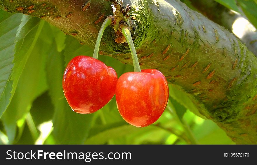 Fruit, Cherry, Fruit Tree, Plant
