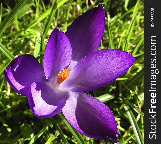 Flower, Crocus, Plant, Flowering Plant