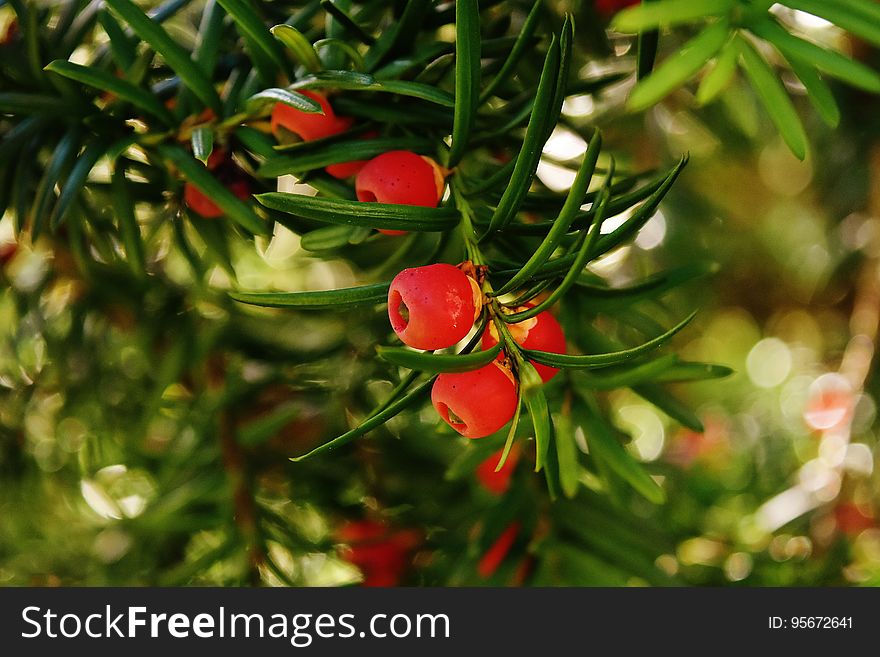 Plant, Taxus Baccata, Tree, Fruit