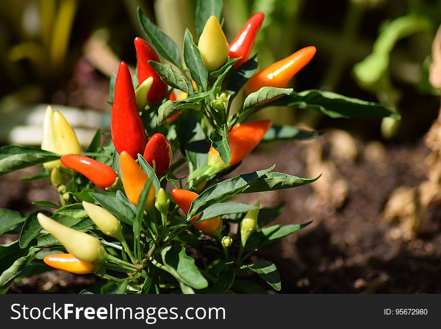 Plant, Vegetable, Bird's Eye Chili, Chili Pepper