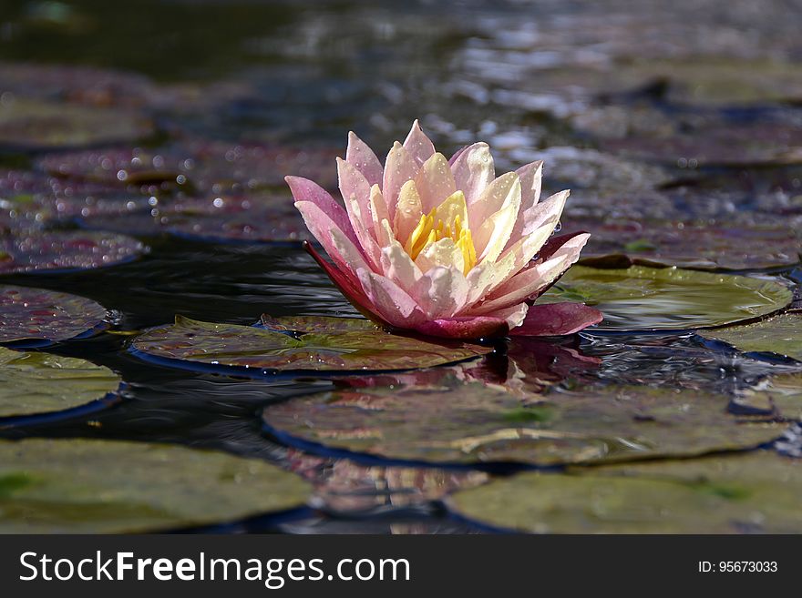 Flower, Water, Flora, Reflection