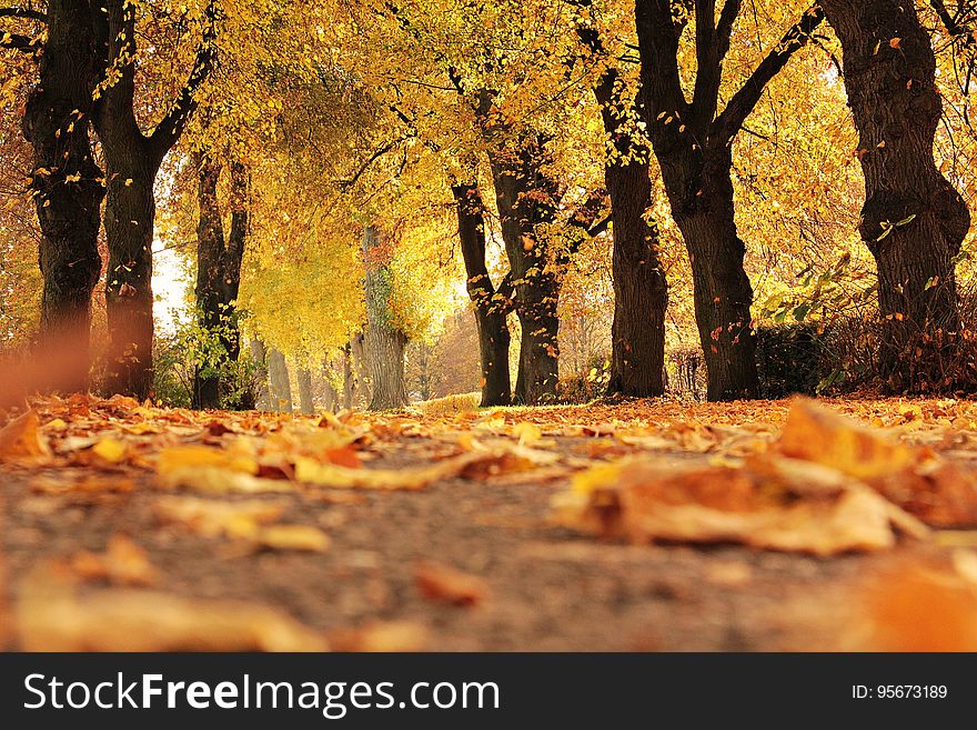 Nature, Yellow, Autumn, Leaf