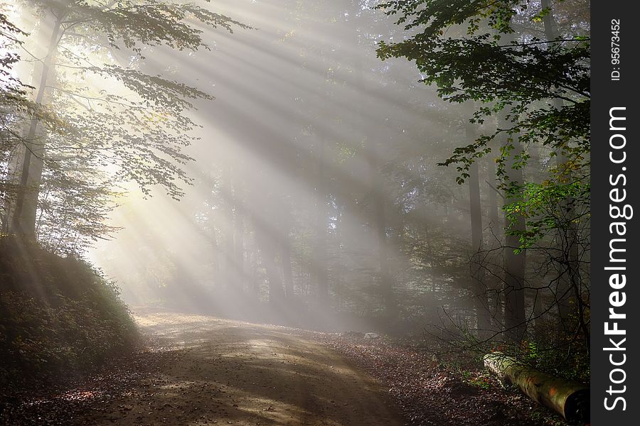 Nature, Mist, Forest, Tree