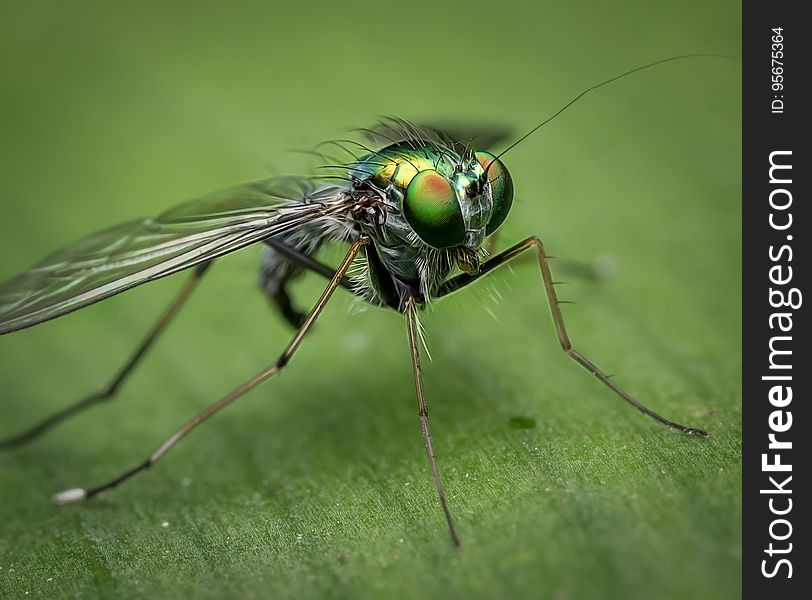 Insect, Invertebrate, Pest, Macro Photography
